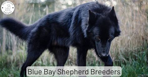 Blue Bay Shepherd Breeders: Discover Pathways to Your Perfect Pup!