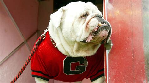 Uga the mascot won't be allowed on field for UGA football in 2020 | 13wmaz.com