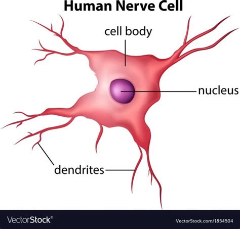 Diagram Of Human Nerve Cell