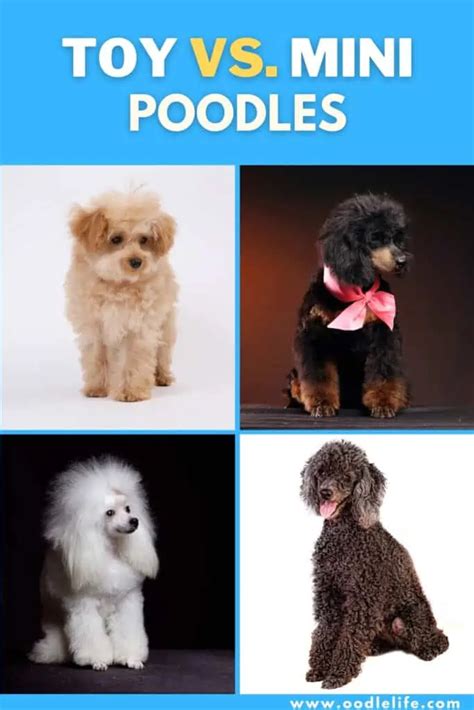 Toy Vs Mini Poodle [Comparison With Photos] - Oodle Life