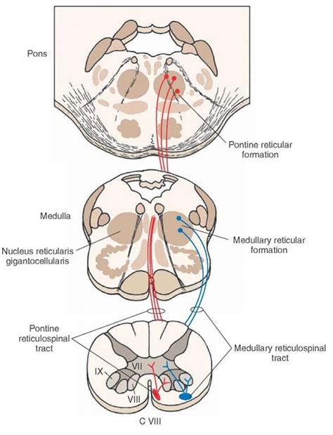 Reticulospinal tracts. The medullary (lateral) reticulospinal tract (shown in blue) arises from ...