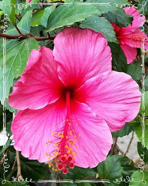 🌺 Hibiscus Rosa-Sinesis; China Rose 🌹 🌸 (Aka Chinese Hibiscus, Hawaiian Hibiscus and ...