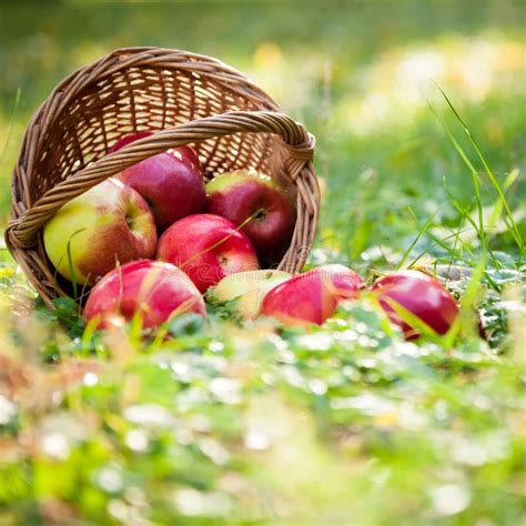 Basket full of red apples stock photo. Image of garden - 25070198