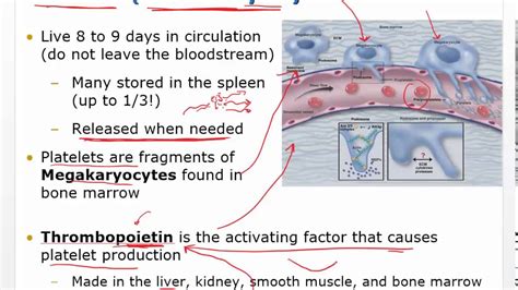 Chapter 12 Video Disorders of Hemostasis - YouTube