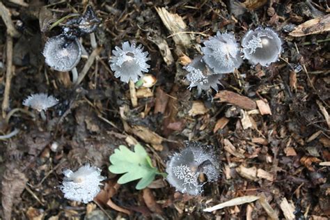 Coprinopsis cinerea. | Abney Fungi