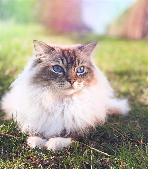 11 Cute Pictures of Ragdoll Cats