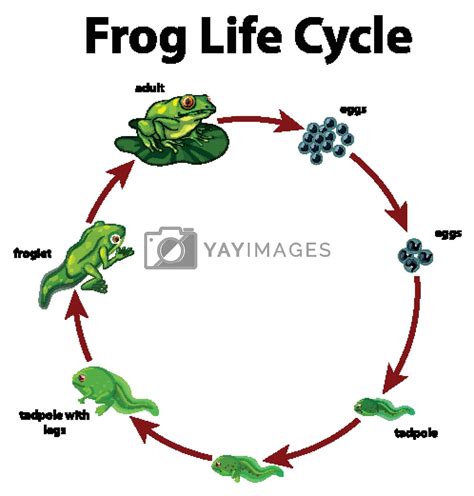 Diagram showing life cycle of frog by iimages Vectors & Illustrations ...