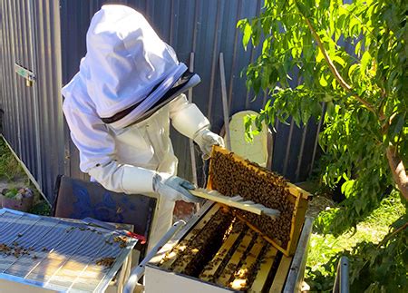 What To Do Each Season To Keep A Healthy Beehive | Busy Beekeeping