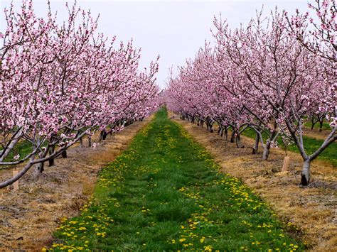 Peach Tree Orchard - Niagara Peninsula, ON - a photo on Flickriver