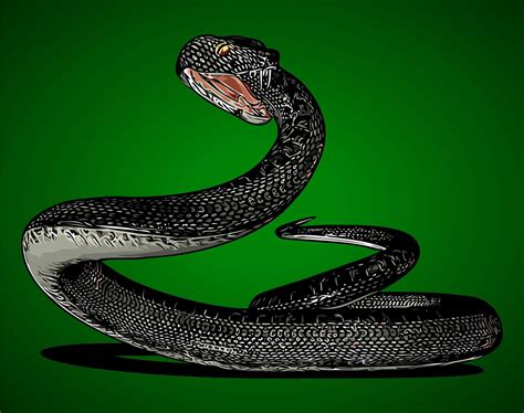 black snake that will attack ... 8343215 Vector Art at Vecteezy