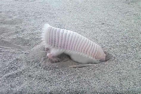 Watching this pink fairy armadillo digging will make you inexplicably happy | cute | Earth Touch ...