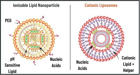 【5.1.1】脂质纳米颗粒和脂质体（Lipid Nanoparticles and Liposomes ），实现临床突破（LNP） - Sam' Note