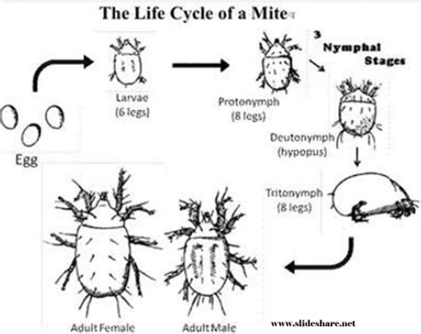 Dust Mites