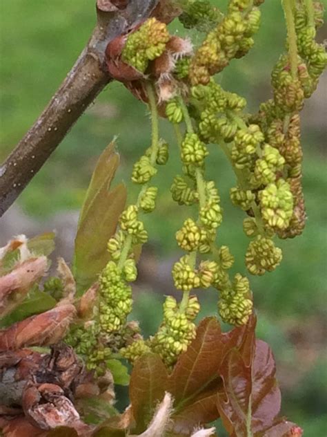 English Oak (Quercus robur) - Flowers | Flickr