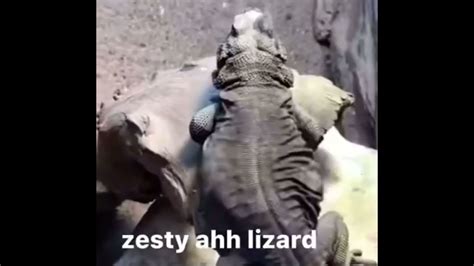 zesty ahh lizard - YouTube