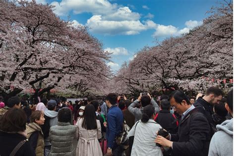 Cherry Blossom Festival Japan 2024 - Ailyn Giuditta