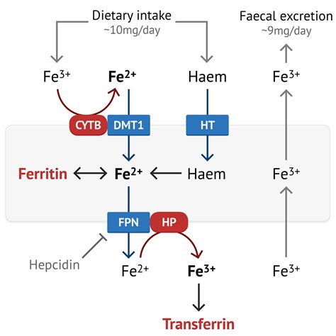 Iron Physiology | Iron Studies - MedSchool