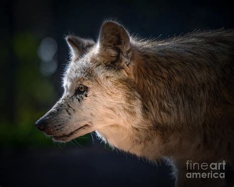 Endangered Mexican Grey Wolf Photograph by Lisa Manifold - Fine Art America