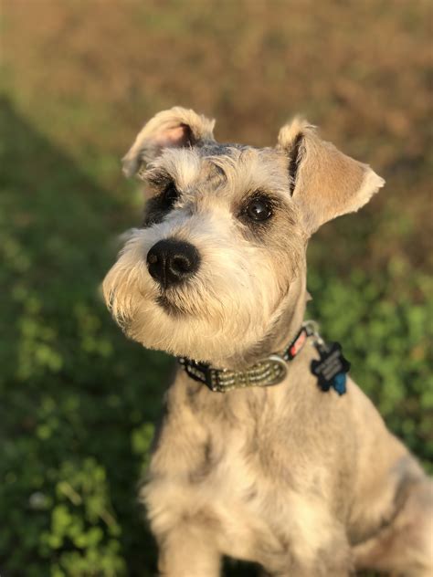 #kaydentheschnauzer Schnauzer Grooming, Schnauzer Puppy, Miniature Schnauzer, Schnauzers, Poor ...