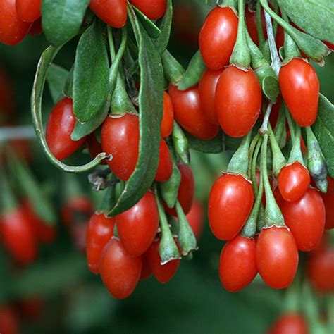 Goji Berry Plant, 5 Gallon, 3 Feet Tall