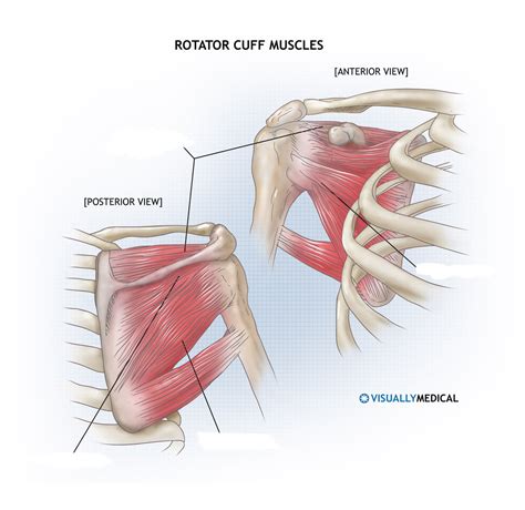 Rotator Cuff Muscle Diagram | Quizlet