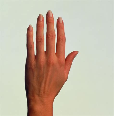 Top View Of The Healthy Hand Of A Woman Photograph by Phil Jude/science ...