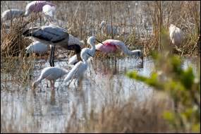Birds - Everglades National Park (U.S. National Park Service)