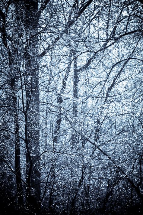 Frost And Ice Covered Trees Free Stock Photo - Public Domain Pictures