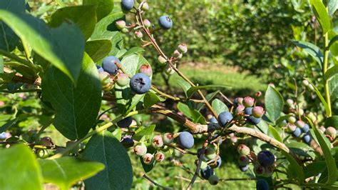 Farmers Say Blueberry Harvest Season Off to Good Start