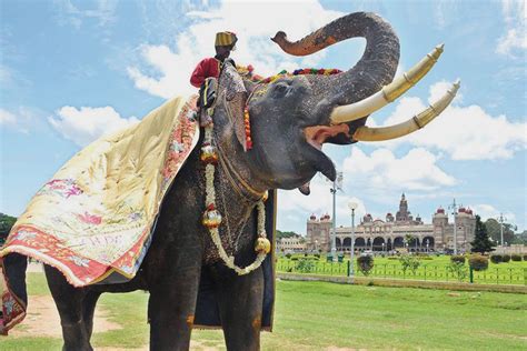 Mysuru Dasara: Arjuna, The Ambari Elephant Retires Making Way For ...