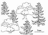 Pine Tree Coloring Page sketch template