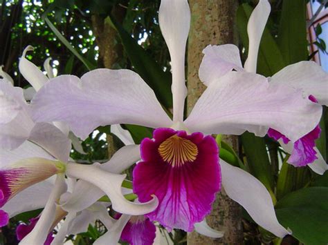 Laelia Orchid Species - Cattleya Source