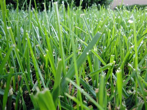 Types Of Grasses | Warm Season vs. Cool Season | RYAN Lawn & Tree