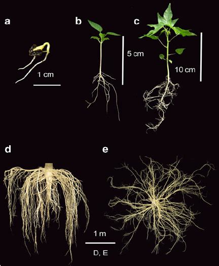 4 Papaya seedlings and root system. ( a ) Germinating papaya seed. ( b... | Download Scientific ...