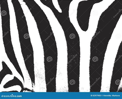 Zebra Strip. Zebra Stripes Pattern Texture Stock Vector - Illustration of generated, texture ...