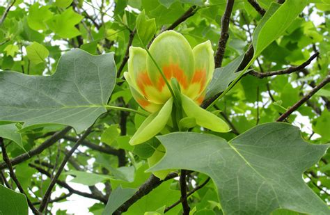 Kentucky State Tree | Tulip Poplar