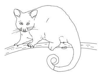 Ringtail Possum Coloring Page by Mama Draw It | Teachers Pay Teachers