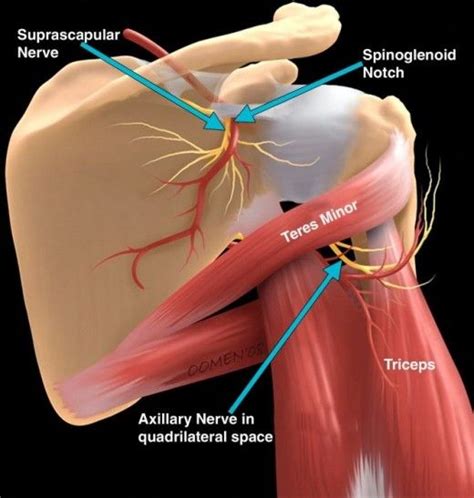 How to Relieve a Trapped Nerve in Your Shoulder | Shoulder anatomy, Nerve anatomy, Shoulder pain