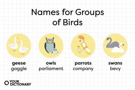 Best name for group of birds