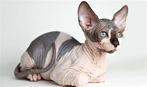 Especialista em Sphynx | Pet Care Hospital Veterinário