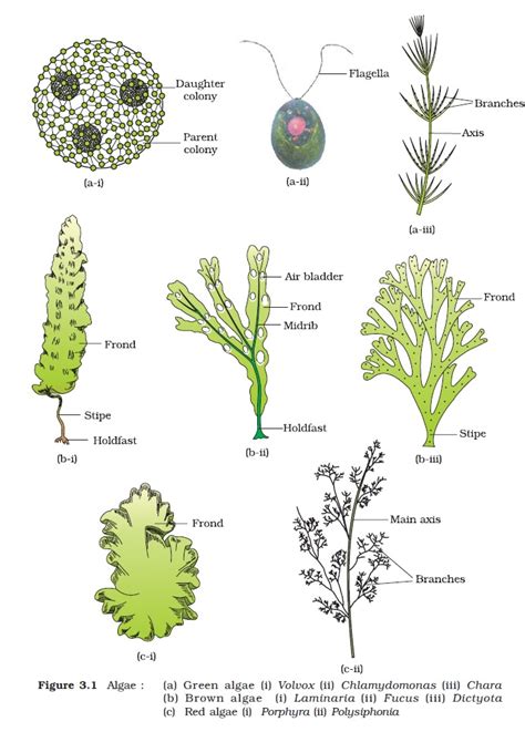 What Are Algae And Its Types Ncert Biology Class Biology Class ...