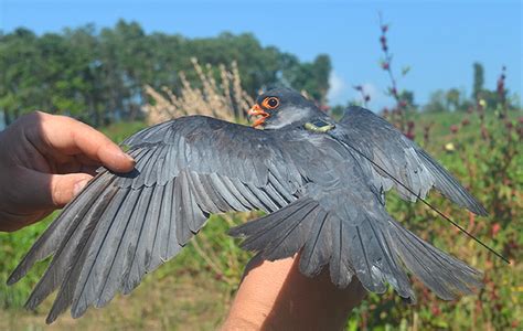 Tracking the Incredible Journey of the Amur Falcon | Conservation India