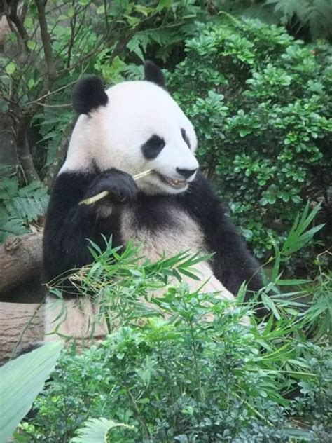 Panda Bear at Singapore Zoo | Panda bear, Singapore zoo, Bear