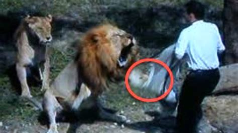 lion attacks on humans in india Lion man attack attacks love attacking animals leones videos que ...