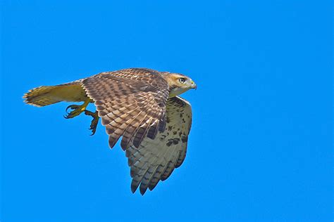 Fall Hawk Migration is in the Air | Mass Audubon – Your Great Outdoors