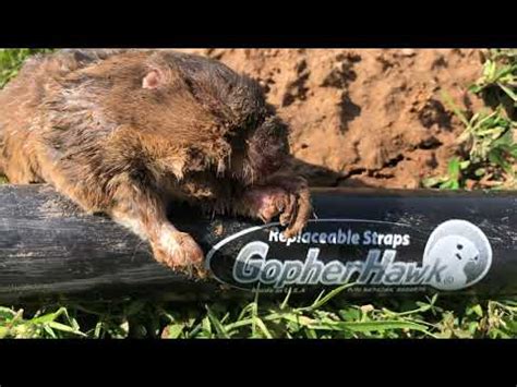 GOPHER HUNTING with GOPHERHAWK Traps - YouTube