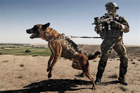 German Shepherd Army Dog