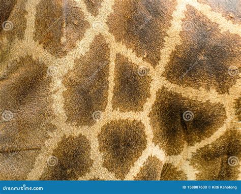 Close Up of a Giraffes Skin and Patterned Fur on a Large Male Giraffe ...