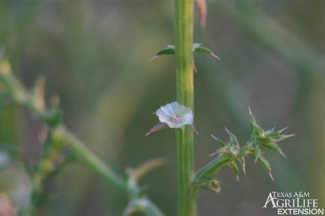 Plants of Texas Rangelands » Russian Thistle, Tumbleweed