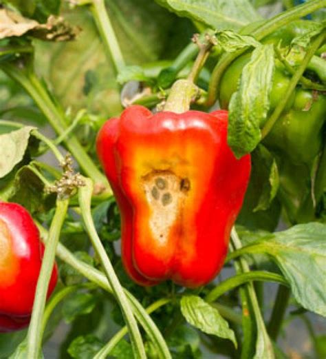 chili pepper diseases - chili-shop24.com